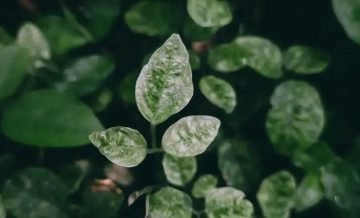 desfralde infantil - Desfralde infantil: 10 estratégias para um processo sem traumas - 1 - Mamãe Gratidão Desfralde infantil: 10 estratégias para um processo sem traumas