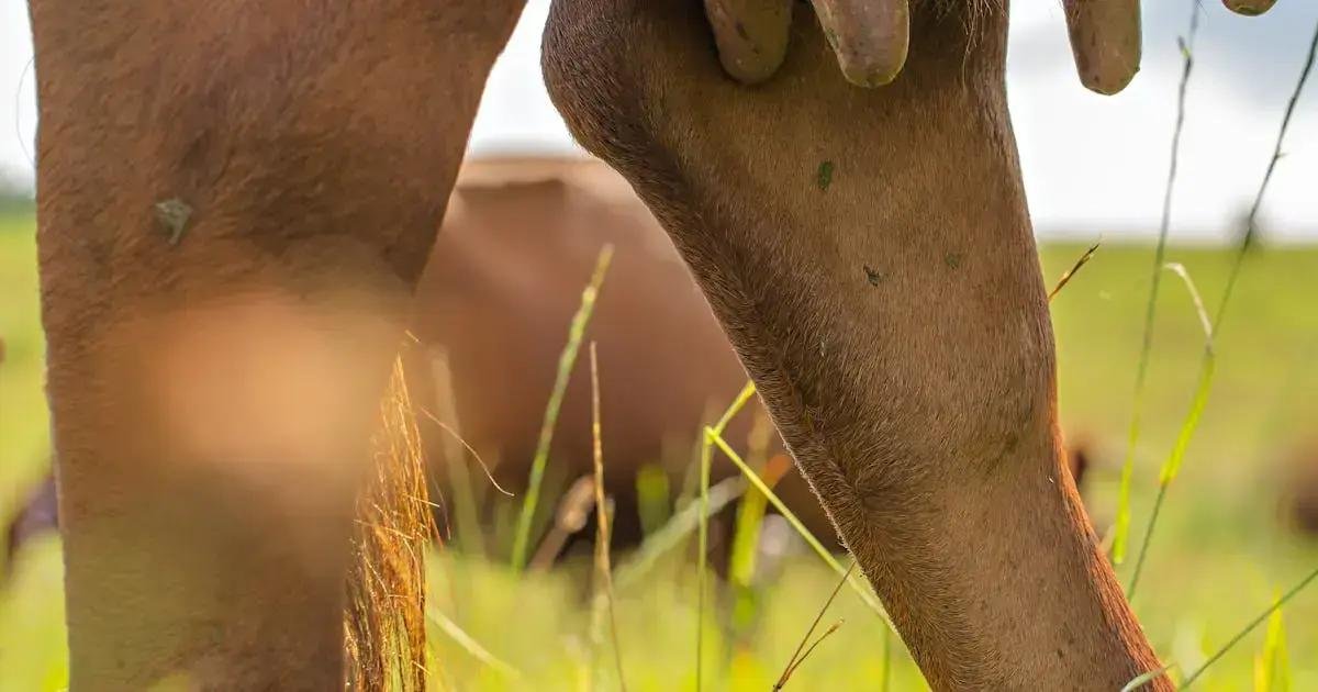 5. A importância do ambiente saudável 5. A importância do ambiente saudável