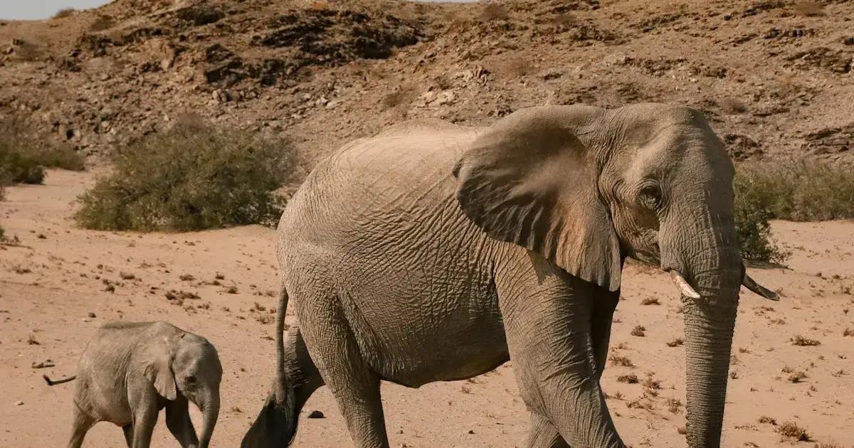 5. Estratégias divertidas para o desfralde infantil