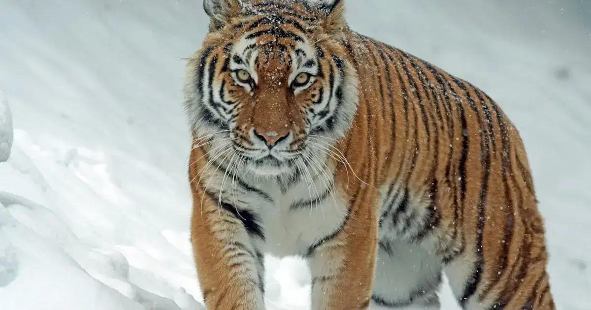 4. Como saber se o bebê está se alimentando bem?