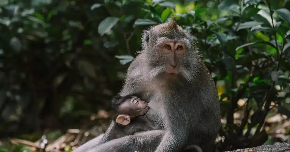 5. Erros comuns na introducao de copinho