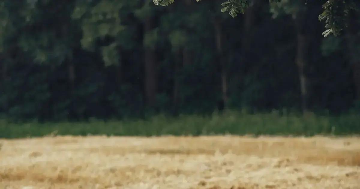 5. A conexão emocional durante a amamentação 5. A conexão emocional durante a amamentação